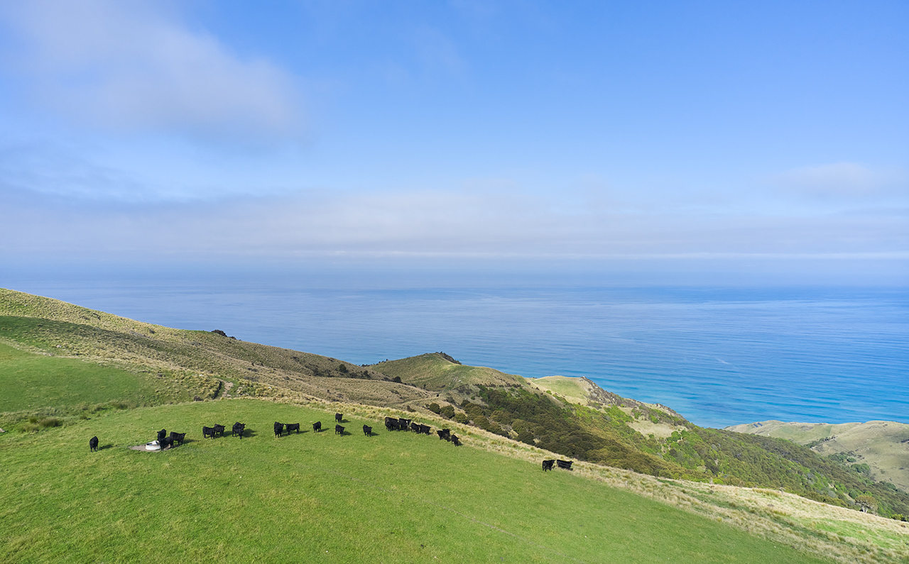 Angus steers on a hillside with native vegetation overlooking the Pacific Ocean 