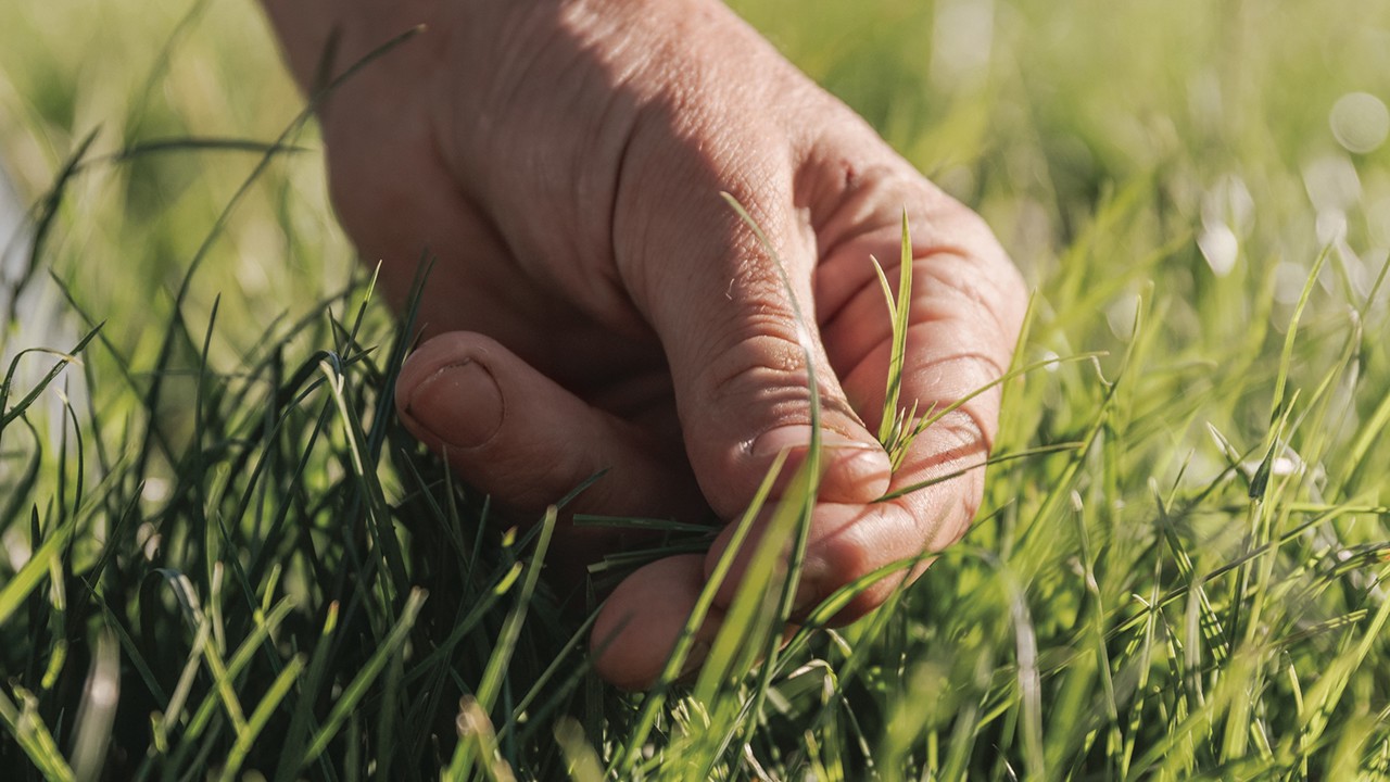A hand picking grass