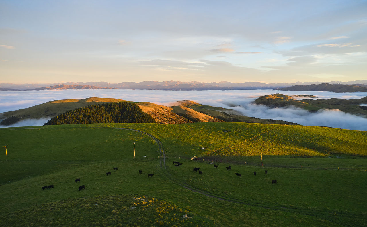 Fog clears across a sustainable Angus Beef farm